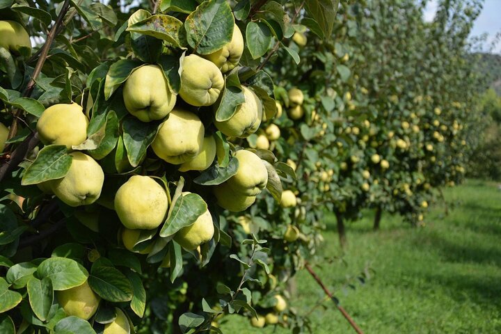 Private Excursion to Ancient Olympia - bee farm & winery