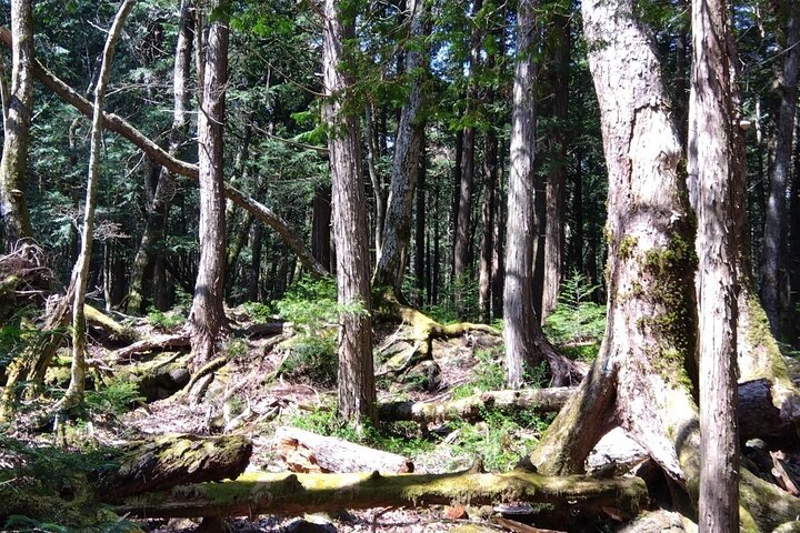 Exploring Mt Fuji Ice Cave and Sea of Trees Forest