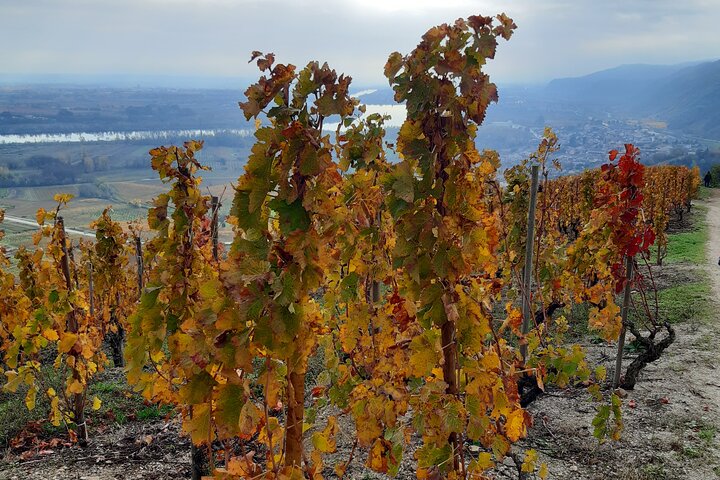 Guided tour and wine tasting Northern Rhône Valley