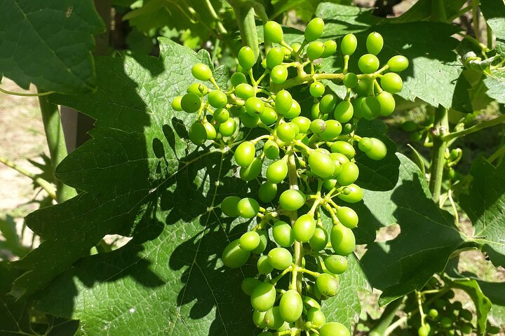 Guided tour and wine tasting Northern Rhône Valley