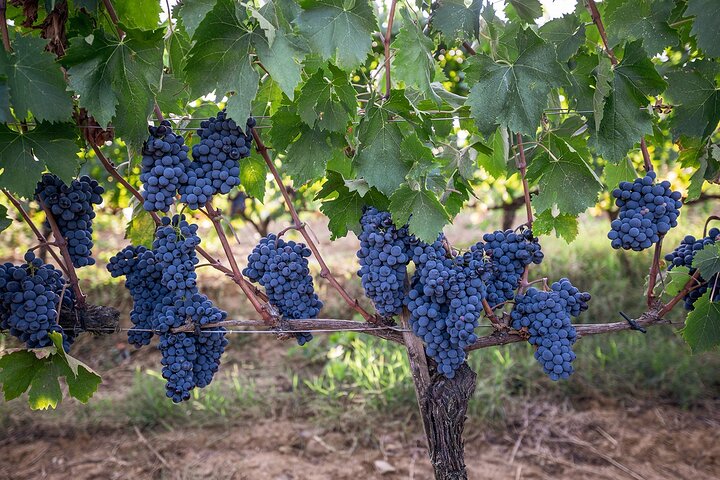 Montalcino: Brunello Wine Tasting & Tuscan Lunch