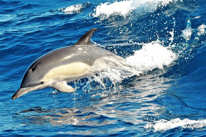 Fuerteventura: Magic Select Catamaran Trip with Food & Drinks