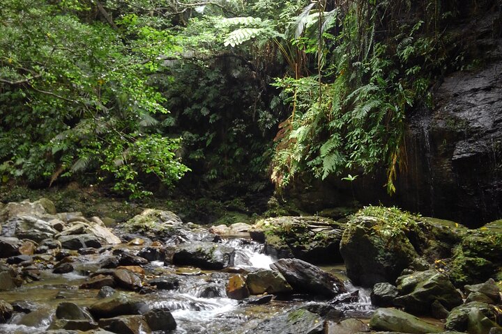 Okinawa Jungle Trails & Waterfalls – Private Yanbaru Tour