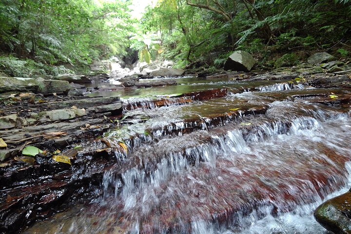 Okinawa Jungle Trails & Waterfalls – Private Yanbaru Tour