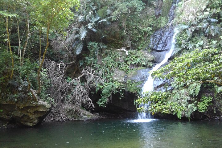 Okinawa Jungle Trails & Waterfalls – Private Yanbaru Tour