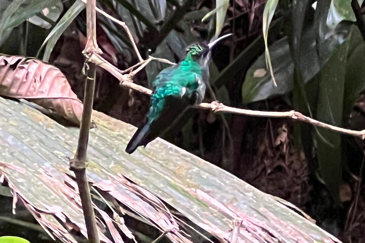 Birdwatching, Waterfall, Rainforest and Island Nature Tours