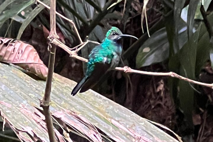 Birdwatching, Waterfall, Rainforest and Island Nature Tours