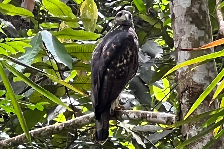 Birdwatching, Waterfall, Rainforest and Island Nature Tours