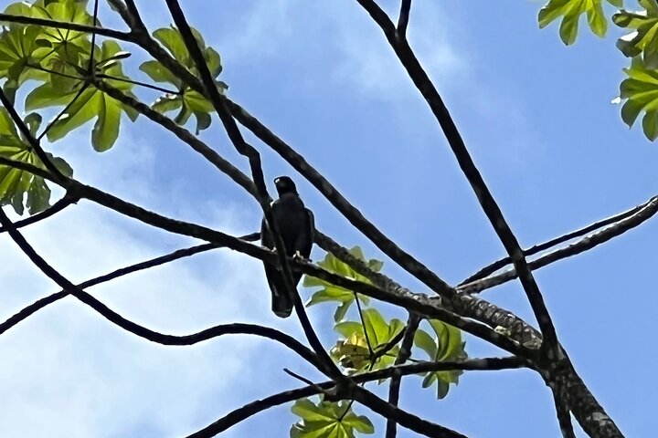 Birdwatching, Waterfall, Rainforest and Island Nature Tours