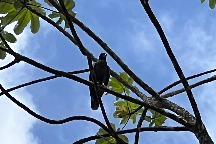 Birdwatching, Waterfall, Rainforest and Island Nature Tours