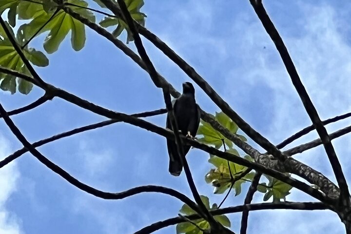 Birdwatching, Waterfall, Rainforest and Island Nature Tours