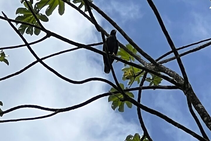 Birdwatching, Waterfall, Rainforest and Island Nature Tours