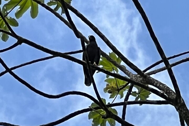 Birdwatching, Waterfall, Rainforest and Island Nature Tours