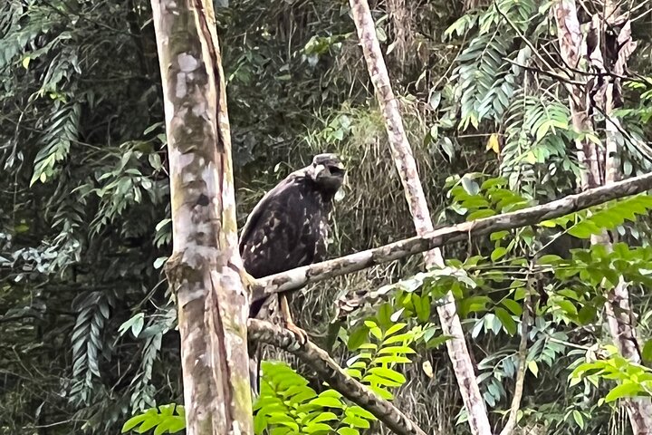 Birdwatching, Waterfall, Rainforest and Island Nature Tours