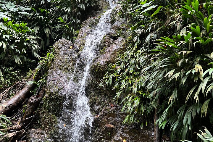 Birdwatching, Waterfall, Rainforest and Island Nature Tours
