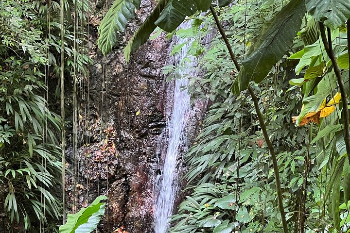 Birdwatching, Waterfall, Rainforest and Island Nature Tours