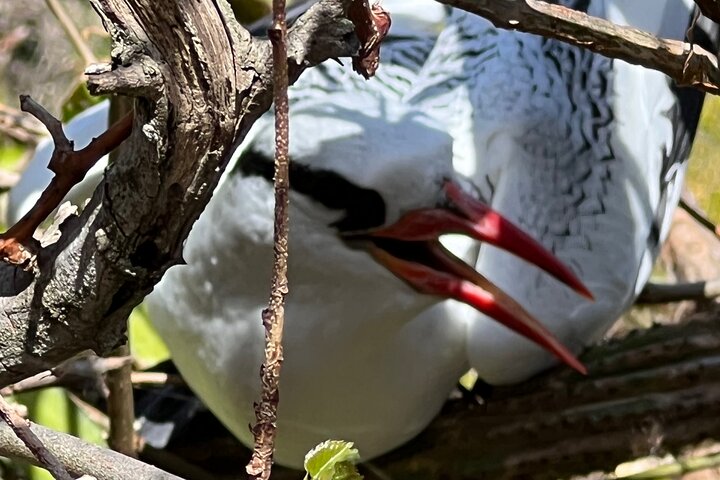 Birdwatching, Waterfall, Rainforest and Island Nature Tours