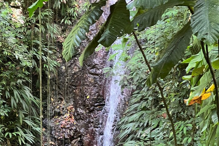 Birdwatching, Waterfall, Rainforest and Island Nature Tours