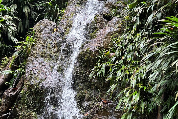 Birdwatching, Waterfall, Rainforest and Island Nature Tours