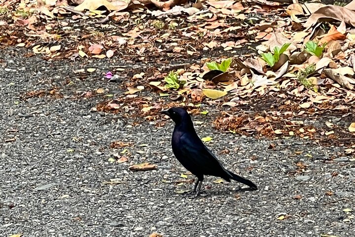 Birdwatching, Waterfall, Rainforest and Island Nature Tours
