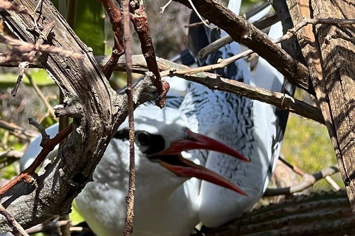 Birdwatching, Waterfall, Rainforest and Island Nature Tours