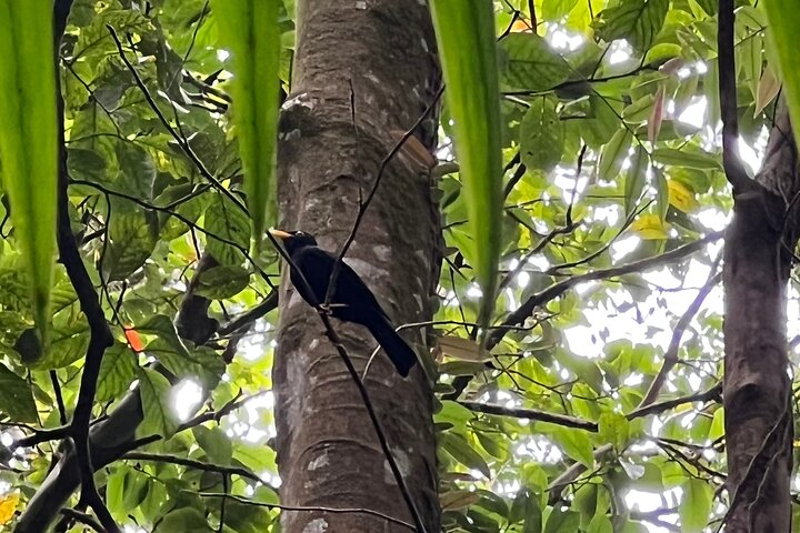 Birdwatching, Waterfall, Rainforest and Island Nature Tours