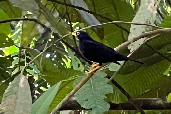 Birdwatching, Waterfall, Rainforest and Island Nature Tours