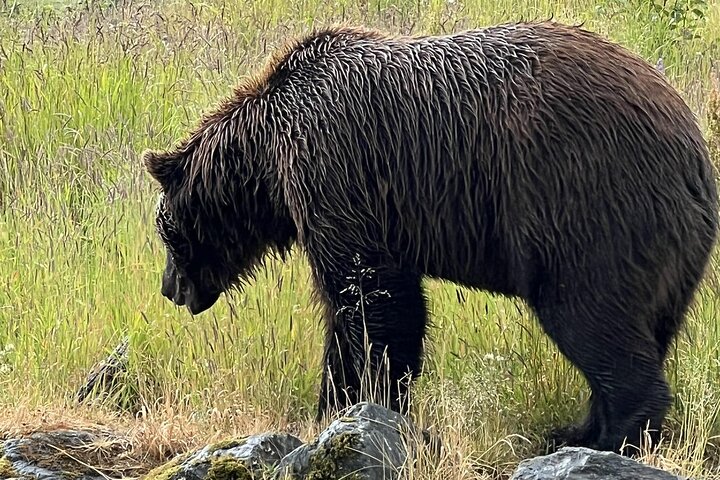 Whittier Cruise Transfer with Wildlife&Glacier tour to Anchorage