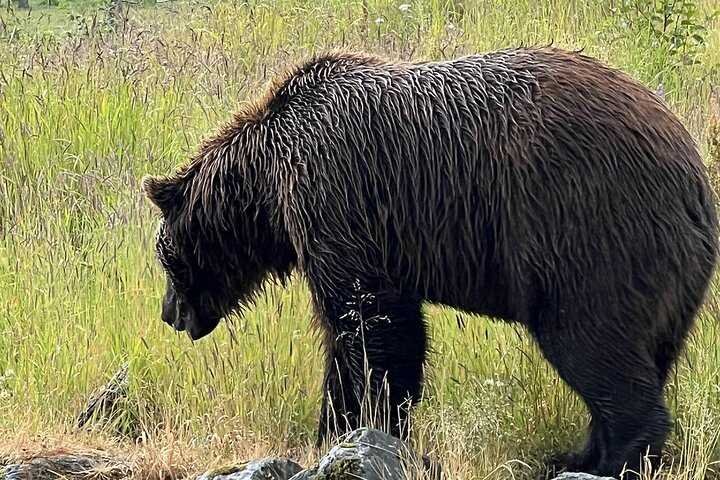 Seward Cruise Transfer with Wildlife & Scenic Tour to Anchorage