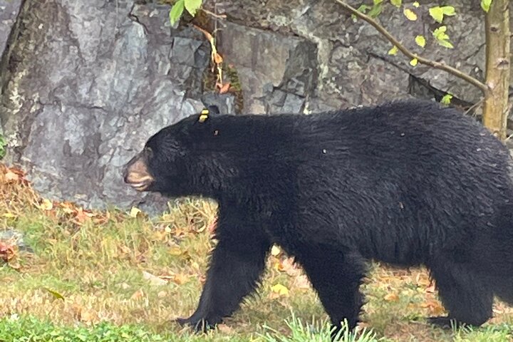 Squamish Discovery Eco-tour