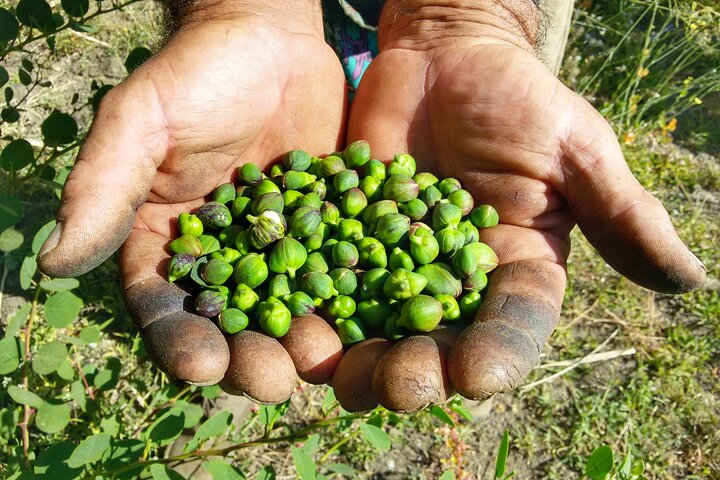 Cappero di Salina: Un'Esperienza di Degustazione Unica
