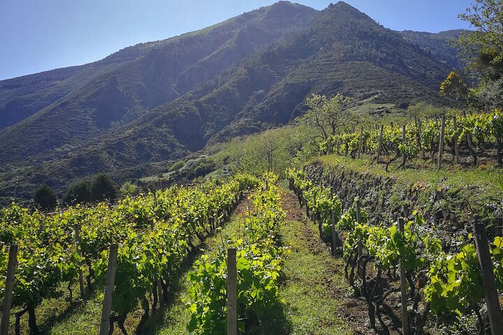 Walk through vineyards, breathtaking views and flavors of Salina