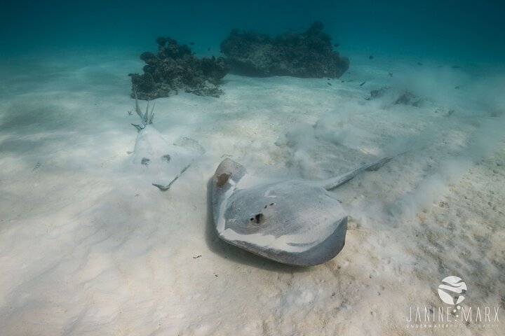2.5 hour Snorkel / Turtle Tour on the Ningaloo Reef, Exmouth