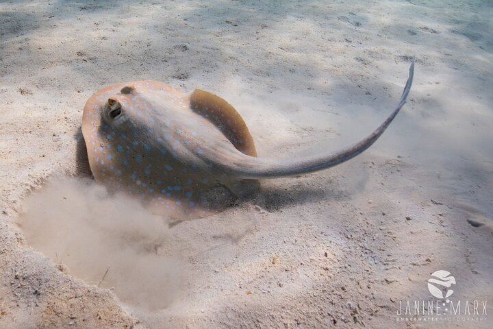 2.5 hour Snorkel / Turtle Tour on the Ningaloo Reef, Exmouth