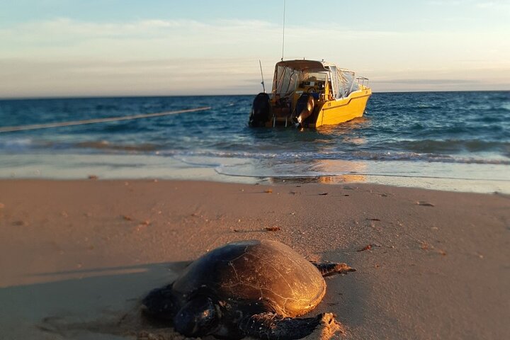2.5 hour Snorkel / Turtle Tour on the Ningaloo Reef, Exmouth