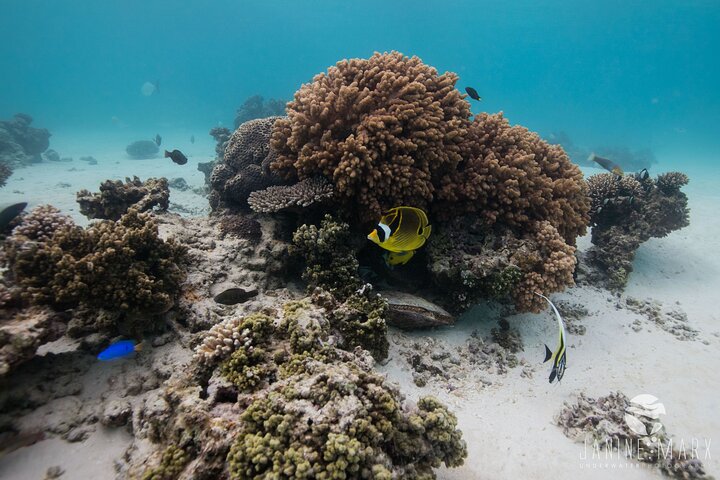 2.5 hour Snorkel / Turtle Tour on the Ningaloo Reef, Exmouth