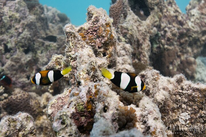 2.5 hour Snorkel / Turtle Tour on the Ningaloo Reef, Exmouth