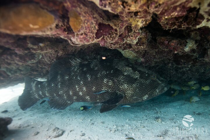 2.5 hour Snorkel / Turtle Tour on the Ningaloo Reef, Exmouth