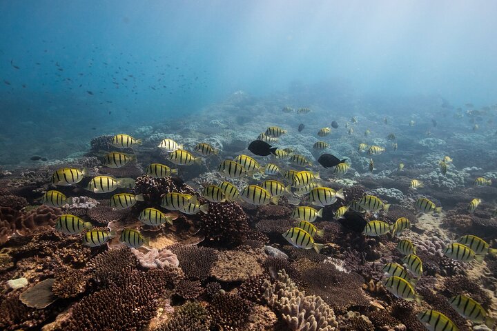 2.5 hour Snorkel / Turtle Tour on the Ningaloo Reef, Exmouth