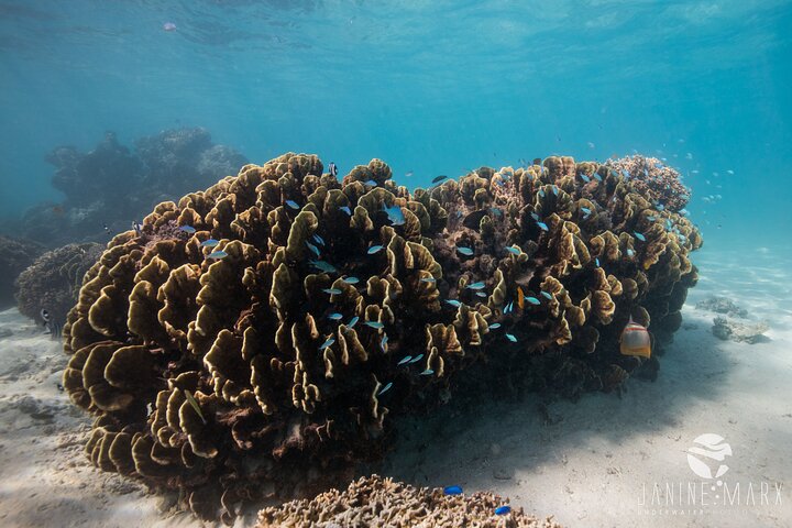 2.5 hour Snorkel / Turtle Tour on the Ningaloo Reef, Exmouth