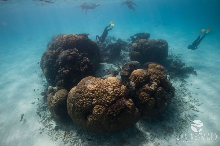 2.5 hour Snorkel / Turtle Tour on the Ningaloo Reef, Exmouth