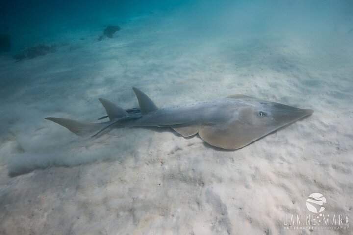 6 hour Ningaloo Reef Snorkel and Wildlife Adventure