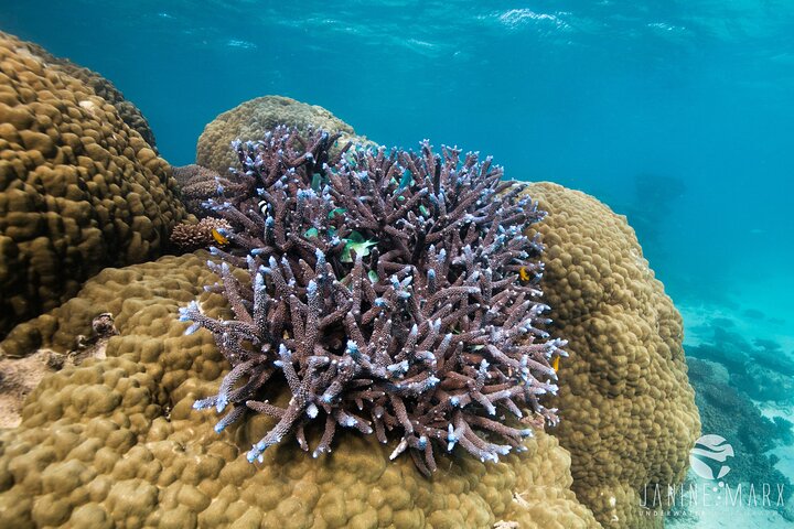 6 hour Ningaloo Reef Snorkel and Wildlife Adventure