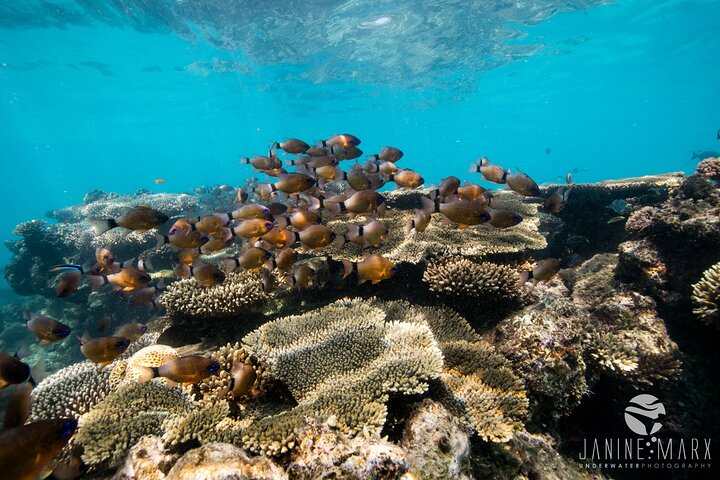 6 hour Ningaloo Reef Snorkel and Wildlife Adventure