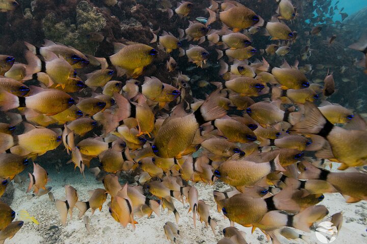 6 hour Ningaloo Reef Snorkel and Wildlife Adventure