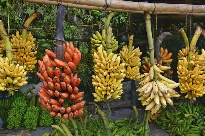 Cuenca to Guayaquil one-way tour with Cajas Park and a Cacao Farm visit