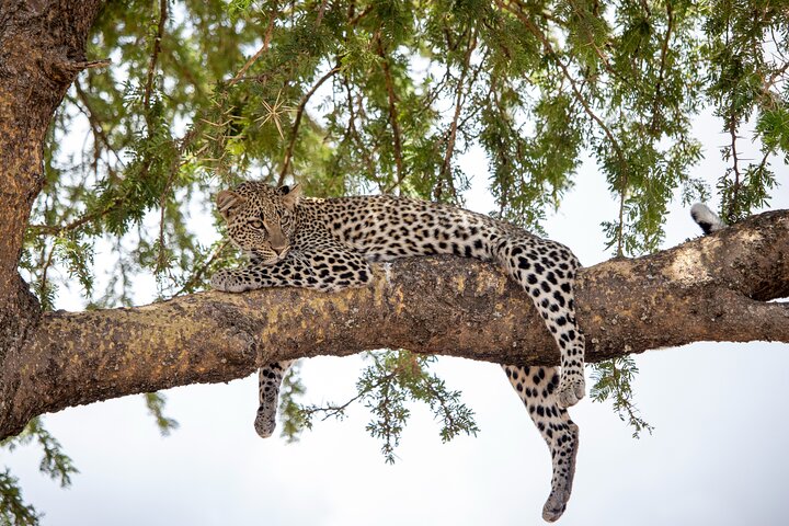 3 days Serengeti Trails with Kojuu Safaris Africa - Comfort Plus