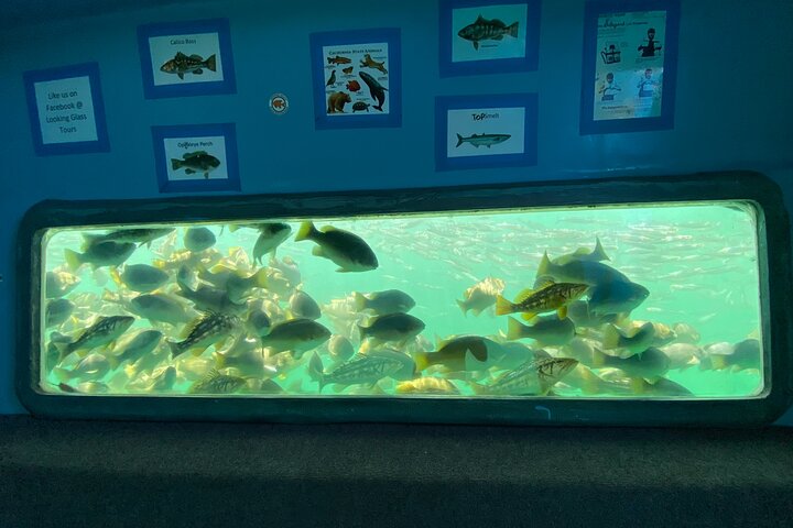 Glass Bottom Boat Ride in Redondo Beach