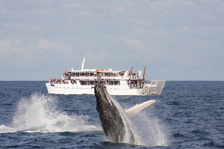 Port Stephens: Whale Watching Cruise