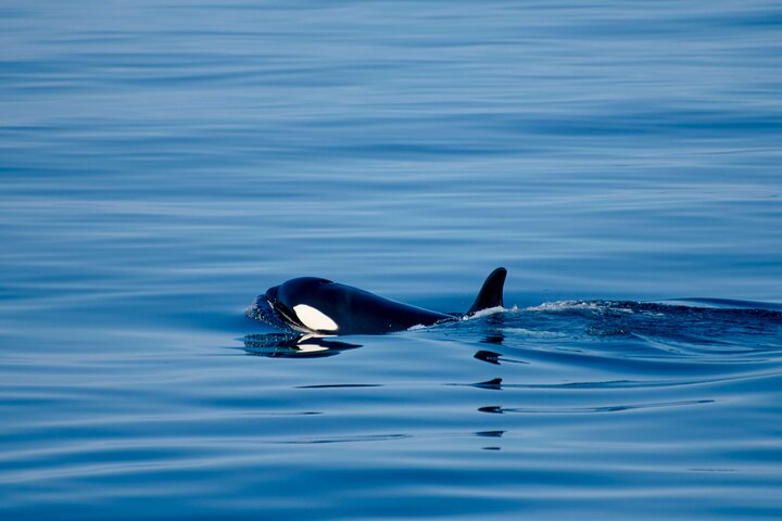 Whale safari with Puffins and Muffins (Andøy, Vesterålen)